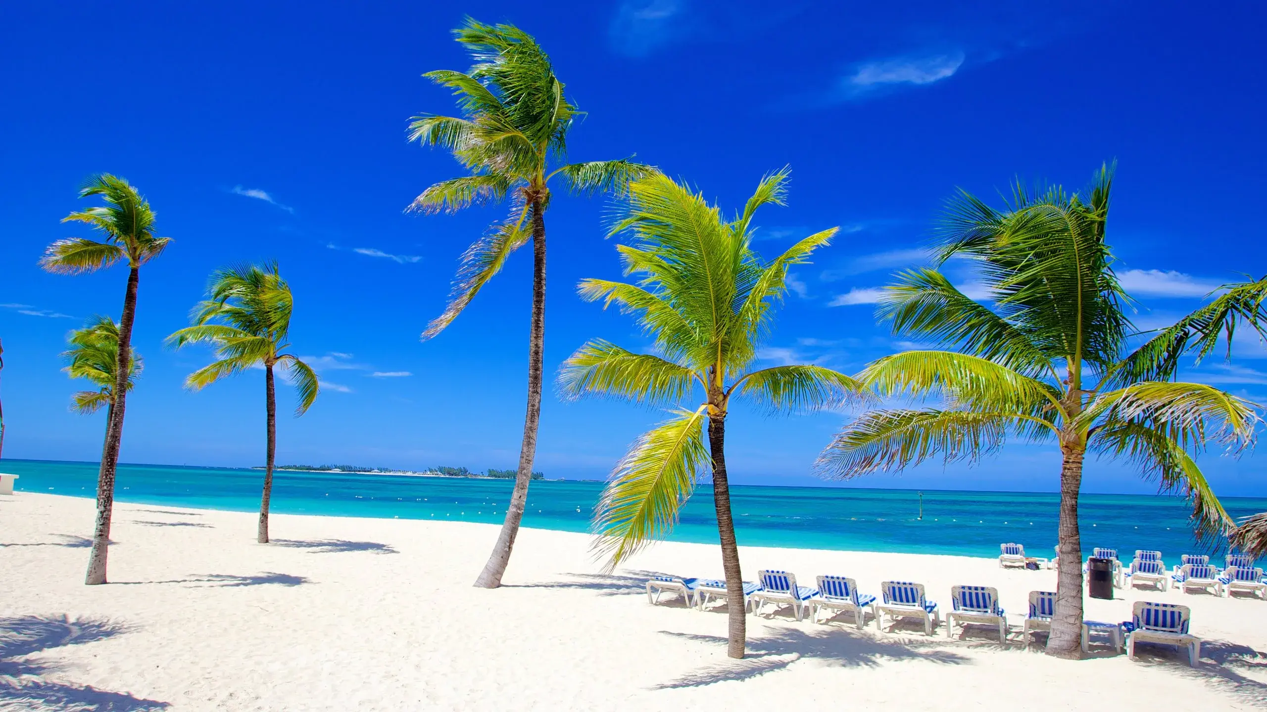 Sunny view of Cable Beach in the Bahamas with tall palm trees, white sand, turquoise ocean, and rows of lounge chairs under a clear blue sky.