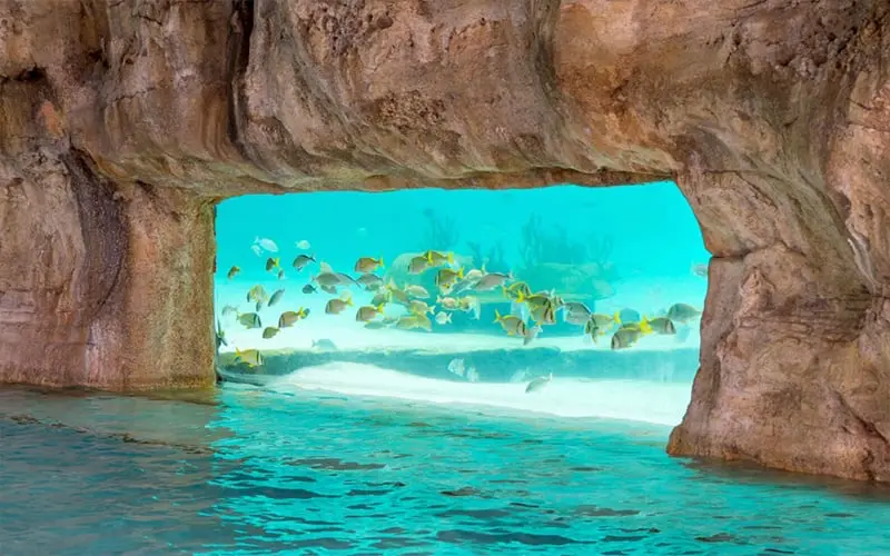 Colorful tropical fish swimming through a rocky underwater tunnel at Grand Hyatt Baha Mar's marine sanctuary.