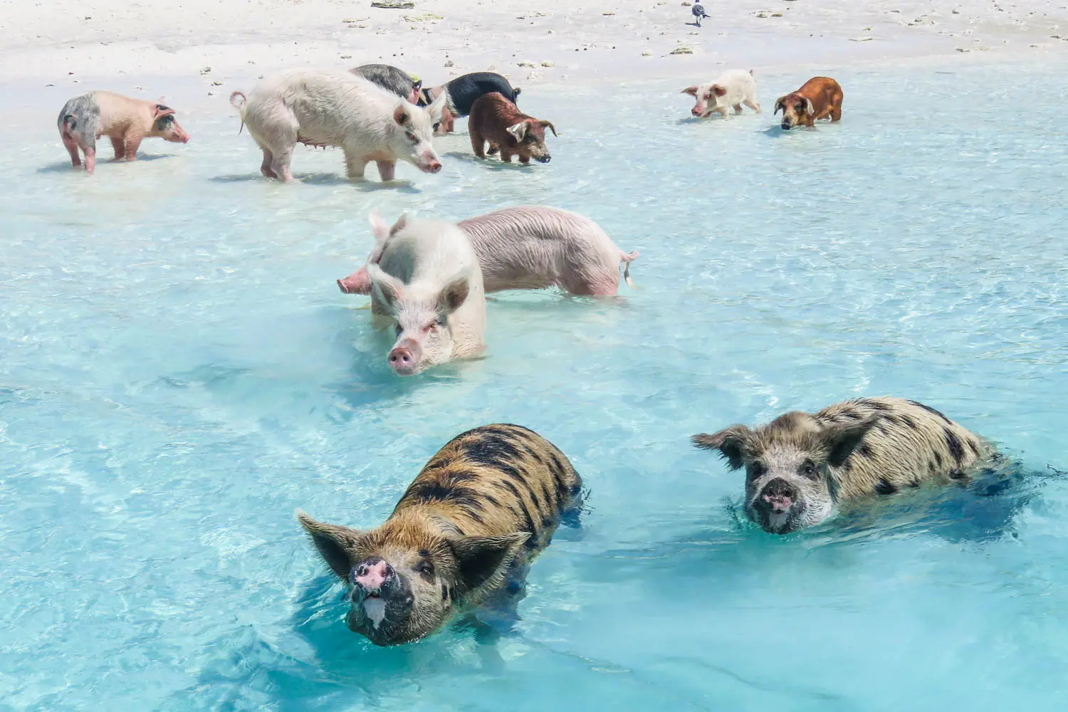 Group of swimming pigs enjoying the clear turquoise water at Pig Beach in the Bahamas, with a white sandy beach in the background.