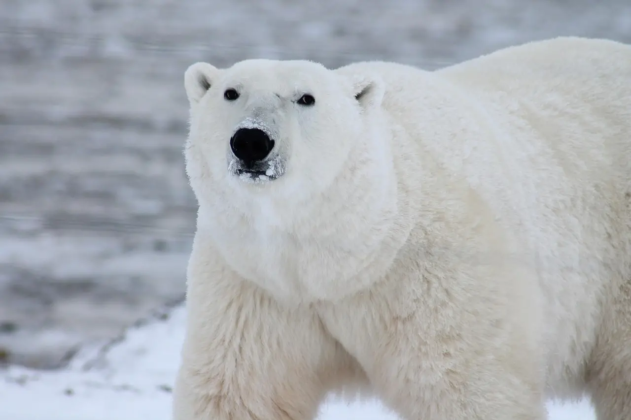 Close-up of a polar bear standing on snow-covered ground, with frost around its nose and a calm, alert expression.