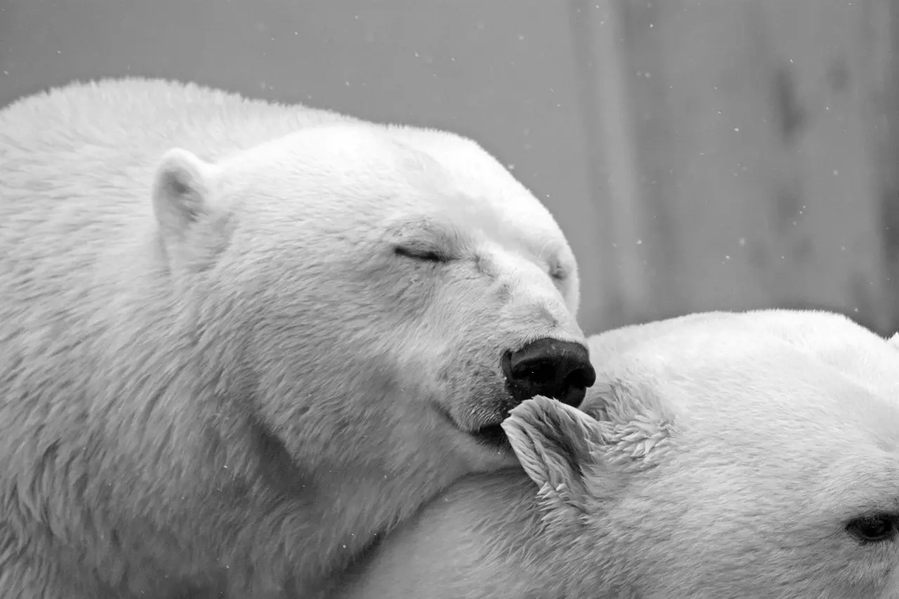 A black-and-white image of two polar bears showing affection, one gently nuzzling the other’s ear in a snowy environment.