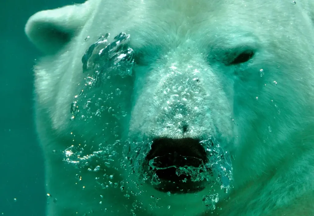 Underwater view of a polar bear’s face, surrounded by rising air bubbles as it swims beneath the surface in clear blue water.