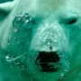 Underwater view of a polar bear’s face, surrounded by rising air bubbles as it swims beneath the surface in clear blue water.