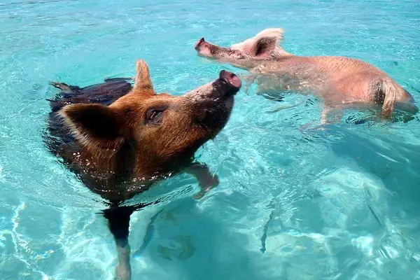Pig on Bahamas