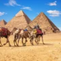 Colorful camels with riders passing in front of the Great Pyramids of Giza on a sunny day, showcasing classic Egyptian desert scenery and ancient wonders.