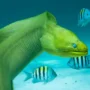Green moray eel swimming on the ocean floor among tropical fish in clear blue water.