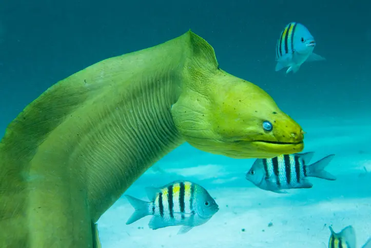 Green moray eel swimming on the ocean floor among tropical fish in clear blue water.