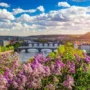 View of Prague with blooming purple lilacs in the foreground, overlooking the Vltava River and iconic city bridges under a bright, sunny sky.